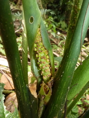 Dieffenbachia grayumiana