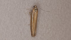 Agriphila selasella
