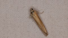 Agriphila selasella