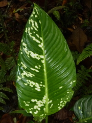 Dieffenbachia grayumiana