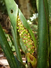 Dieffenbachia grayumiana