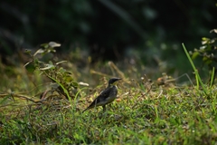 Motacilla flava