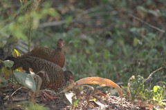 Galloperdix spadicea