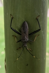 Notobitus meleagris