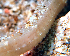 Phoxocampus diacanthus