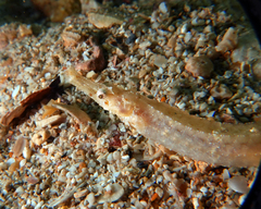 Phoxocampus diacanthus