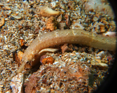 Phoxocampus diacanthus