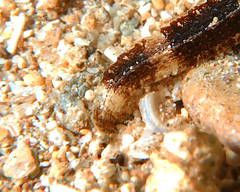 Phoxocampus diacanthus