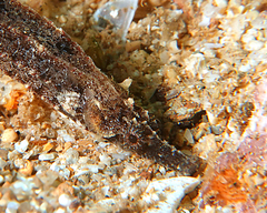 Phoxocampus diacanthus