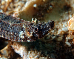 Phoxocampus diacanthus