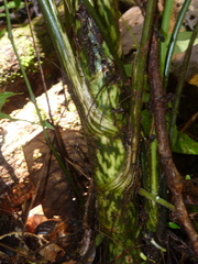 Dieffenbachia grayumiana