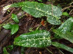 Dieffenbachia grayumiana