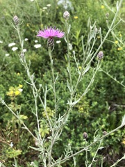 Centaurea stoebe australis