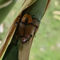 Cyrtotrachelus thompsoni