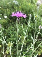 Centaurea stoebe australis