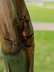 Cyrtotrachelus thompsoni