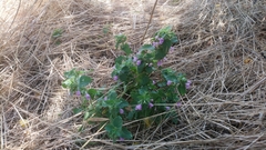 Ballota nigra