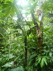 Dieffenbachia grayumiana