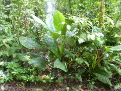 Dieffenbachia nitidipetiolata