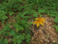 Hemerocallis middendorffii