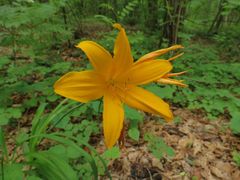 Hemerocallis middendorffii