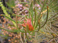 Protea subulifolia