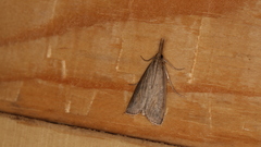 Schoenobius gigantella