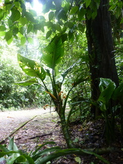 Dieffenbachia nitidipetiolata