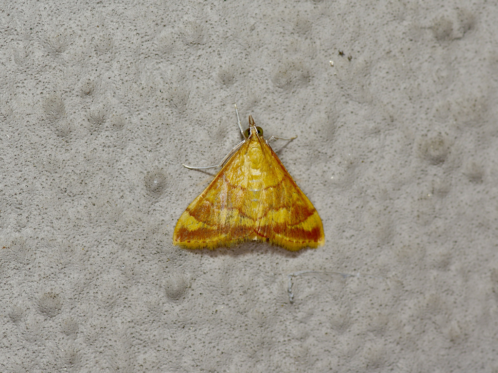 Desert Pyrausta