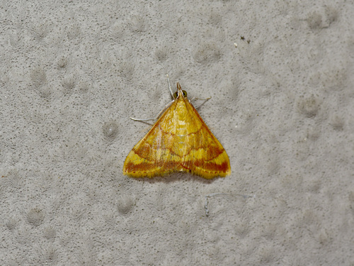 Desert Pyrausta