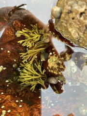 Fucus distichus distichus