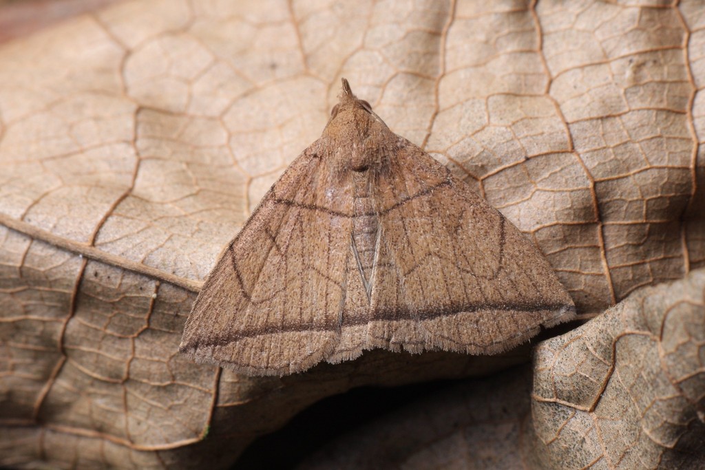 Herminia erythropoda