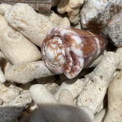 Conus litoglyphus