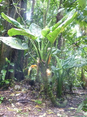 Dieffenbachia nitidipetiolata