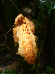 Dieffenbachia nitidipetiolata