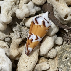 Conus generalis