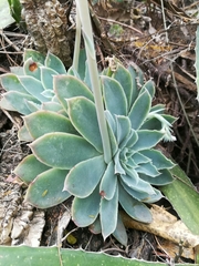 Echeveria simulans