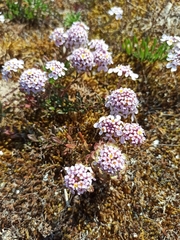 Iberis procumbens