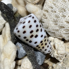 Conus eburneus