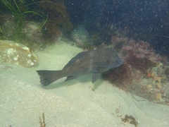 Cheilotrema saturnum