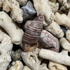 Turrilatirus turritus image