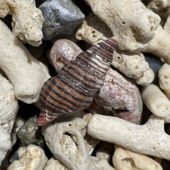 Turrilatirus turritus