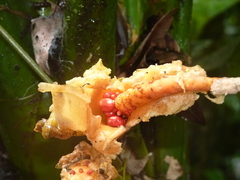 Dieffenbachia nitidipetiolata
