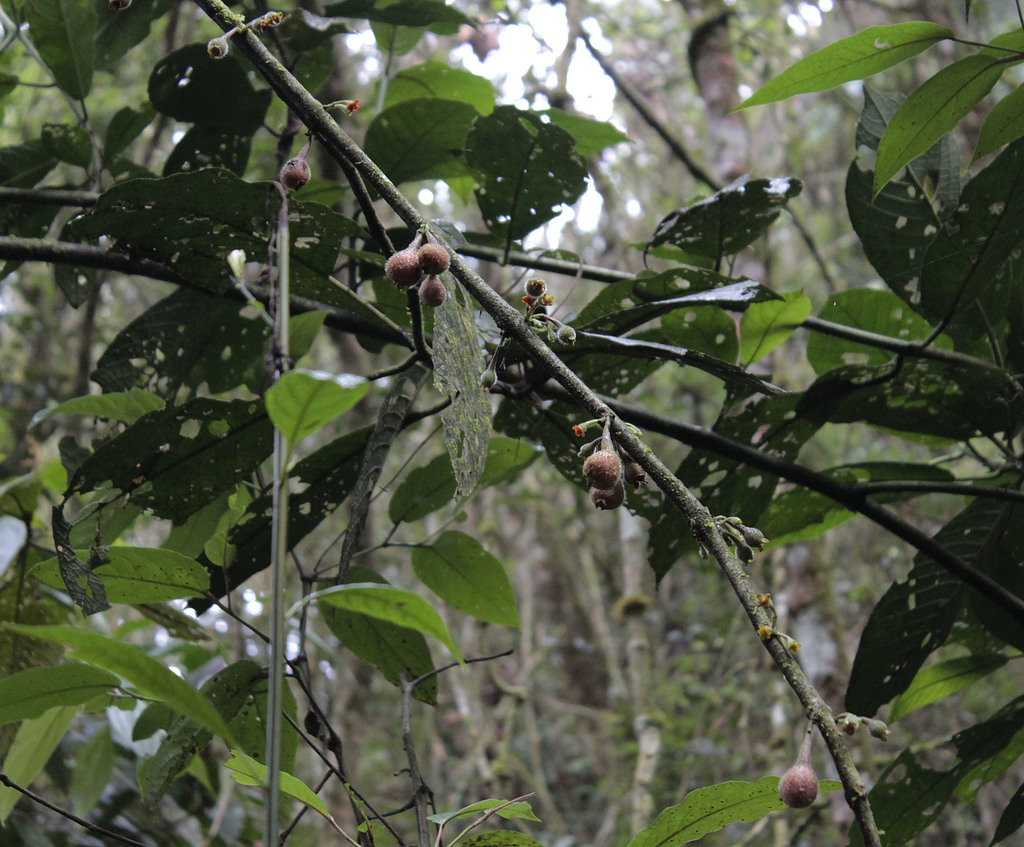 Siparuna aspera (Siparuna aspera)
