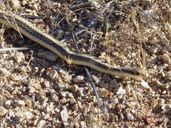 Salvadora hexalepis hexalepis