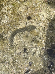 Bathygobius cocosensis