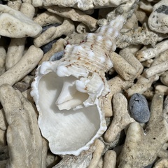 Marmorofusus nicobaricus