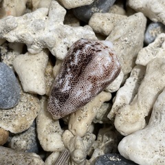 Conus arenatus
