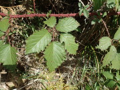 Rubus echinatus