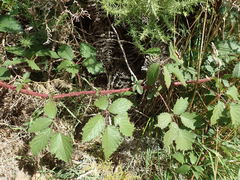 Rubus echinatus
